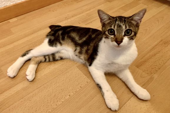 Manx Katze Image